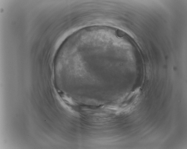 X0000075821515200610061744