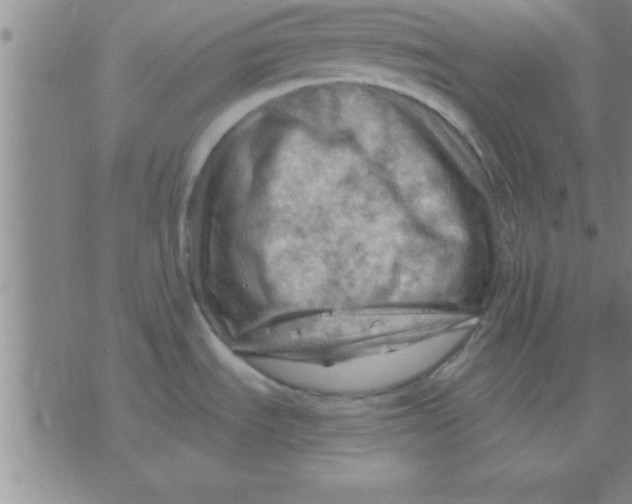 X0000075821535200610061744