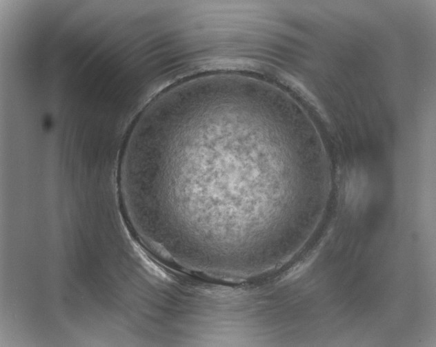 X0000075831033200609151233