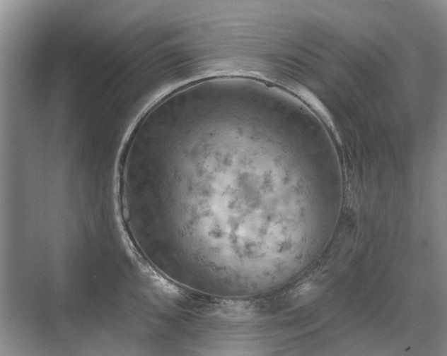 X0000075831096200609151232