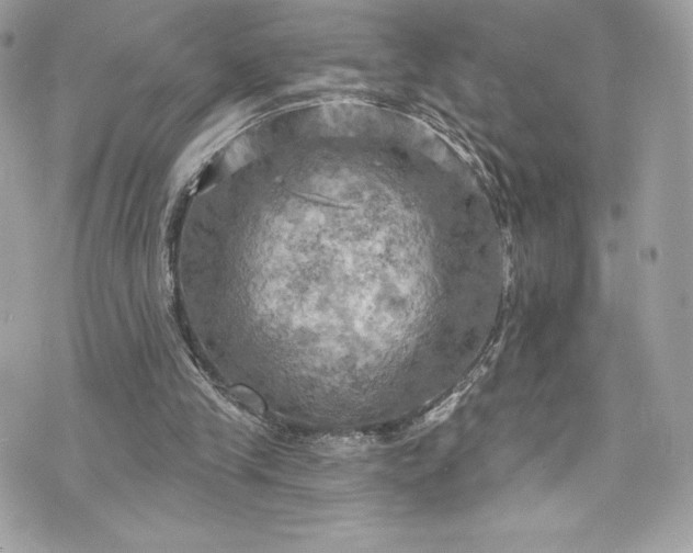 X0000075830245200609291429