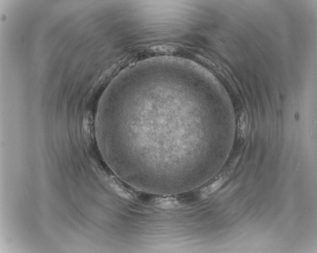 X0000075830424200609291427