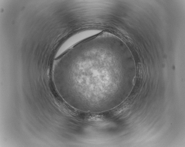 X0000075830550200609291424