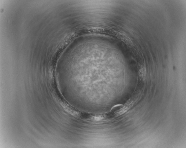 X0000075830662200609291423