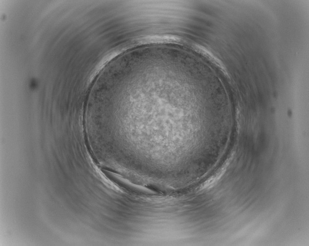 X0000075831033200609291417