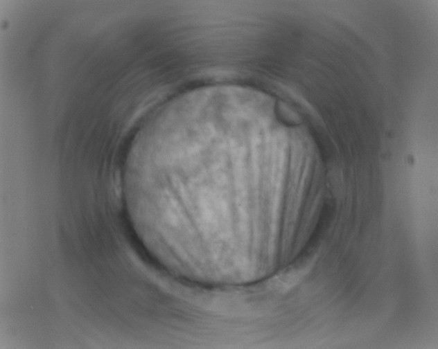 X0000075830024200610061833