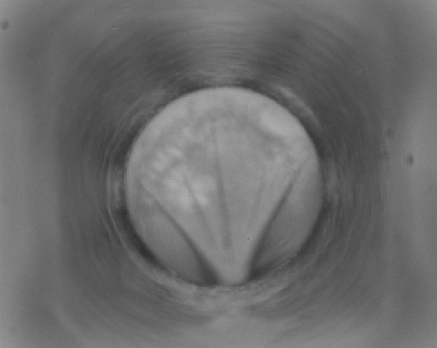 X0000075830026200610061833