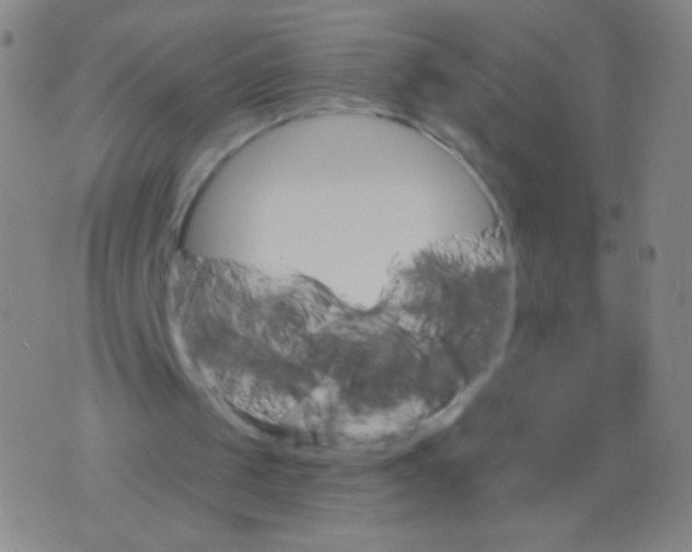 X0000075830049200610061832