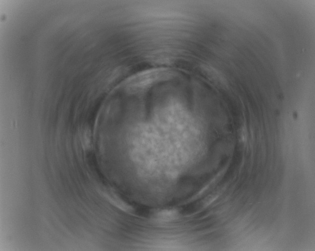 X0000075830081200610061833