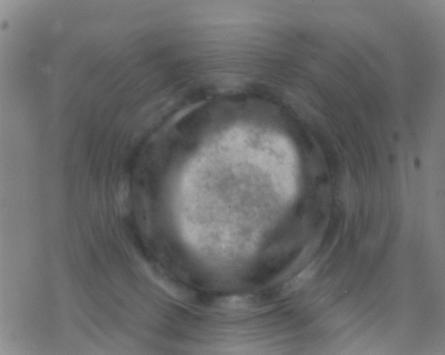 X0000075830082200610061833