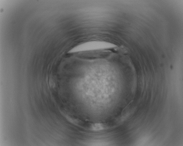 X0000075830091200610061833