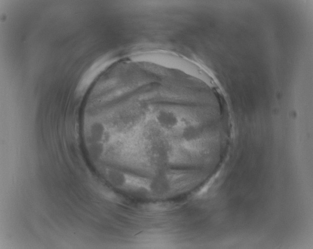 X0000075830103200610061832