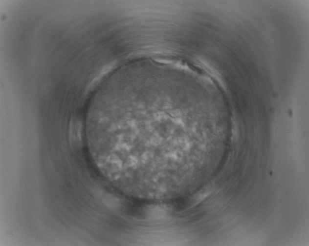 X0000075830115200610061832