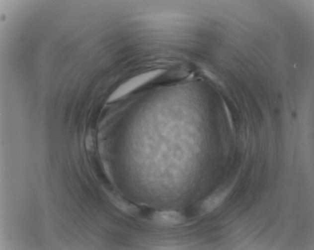 X0000075830137200610061831