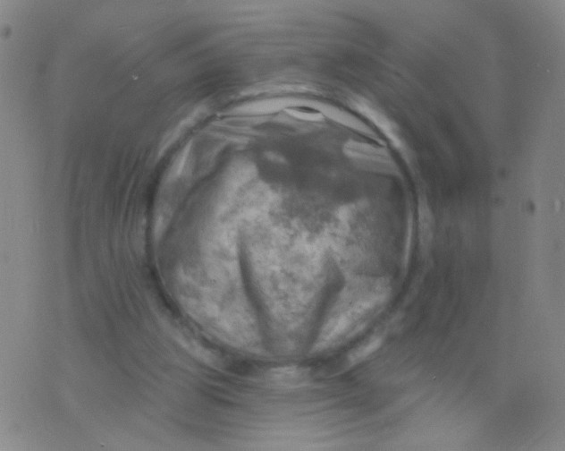 X0000075830153200610061831