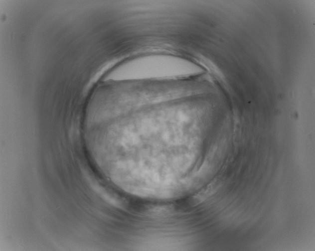 X0000075830155200610061831