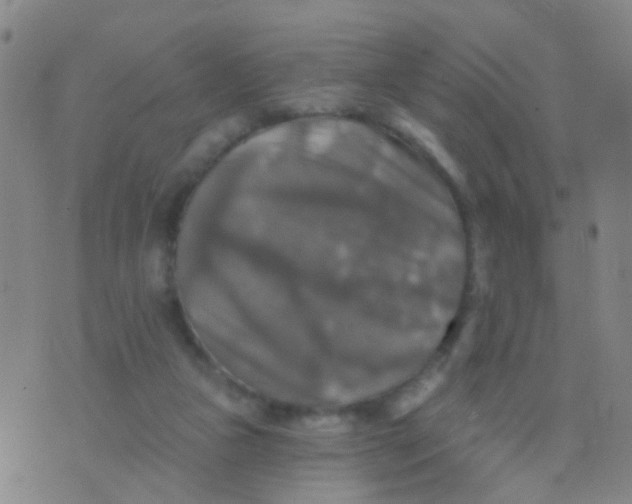 X0000075830161200610061831