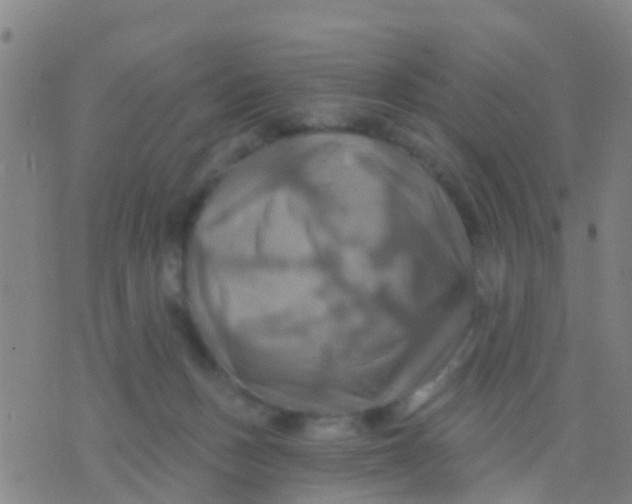 X0000075830175200610061831