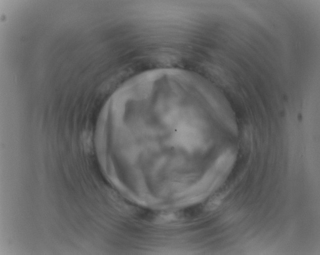 X0000075830177200610061831