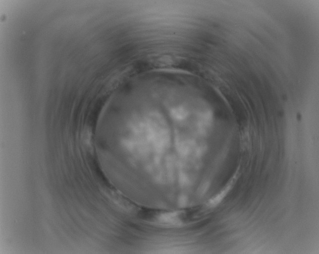 X0000075830178200610061831