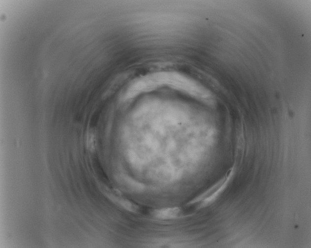 X0000075830191200610061831