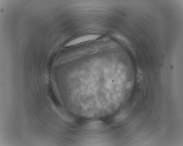 X0000075830210200610061830