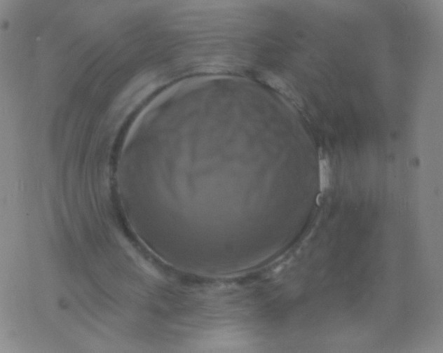 X0000075830243200610061829