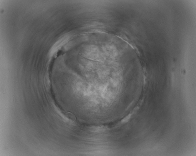 X0000075830245200610061829