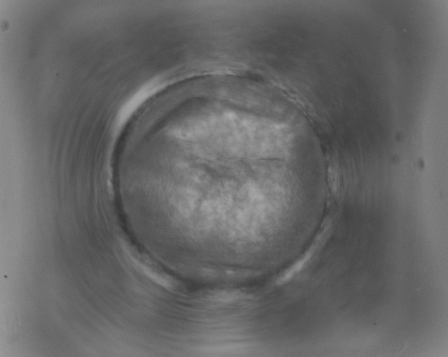 X0000075830246200610061829