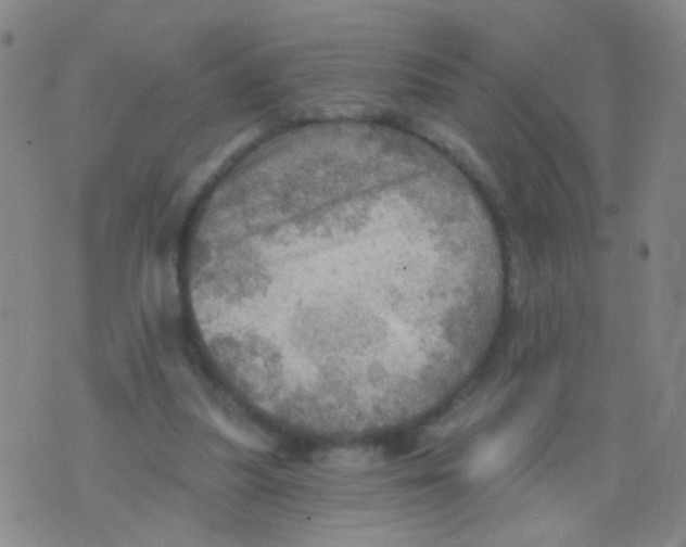 X0000075830251200610061829