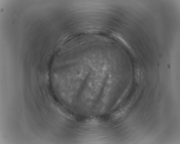 X0000075830259200610061829