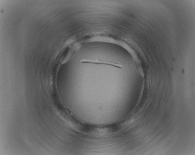 X0000075830260200610061829