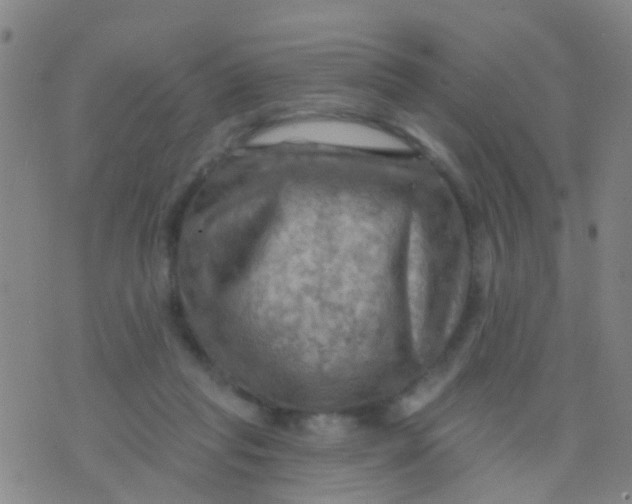 X0000075830261200610061829