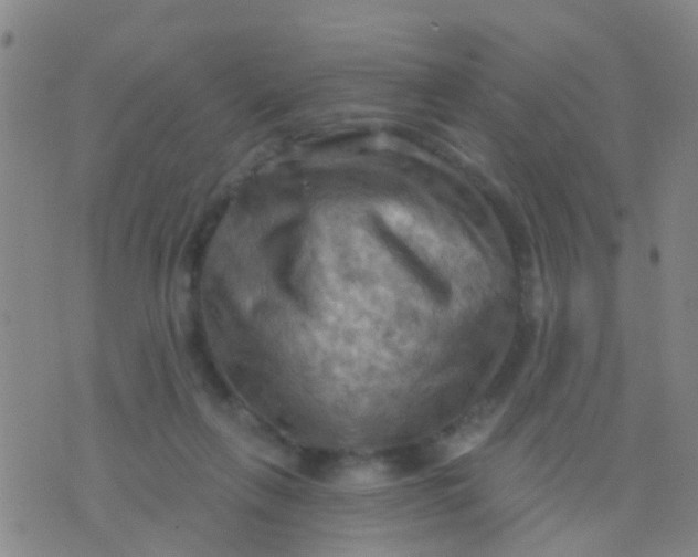 X0000075830263200610061829