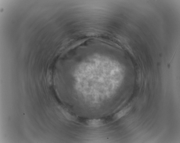 X0000075830273200610061829