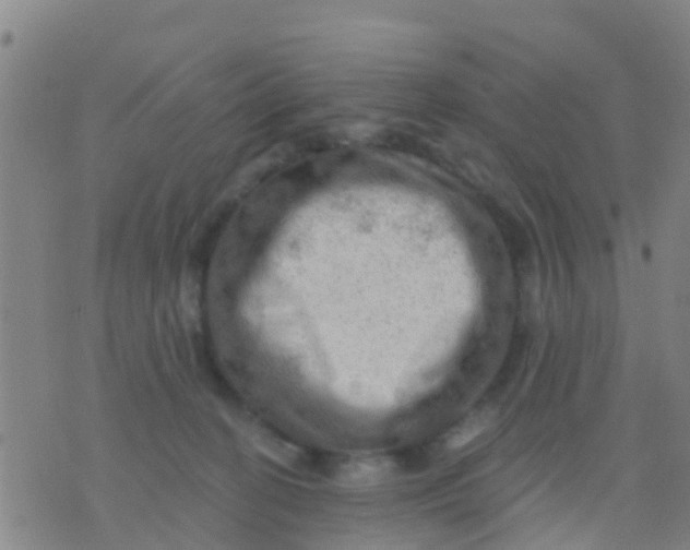 X0000075830274200610061829