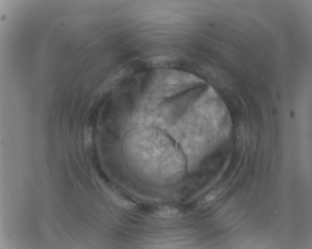 X0000075830278200610061830