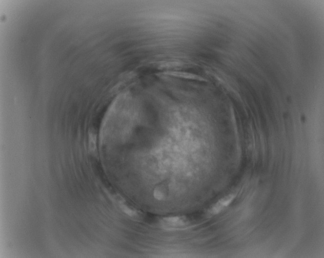 X0000075830281200610061830