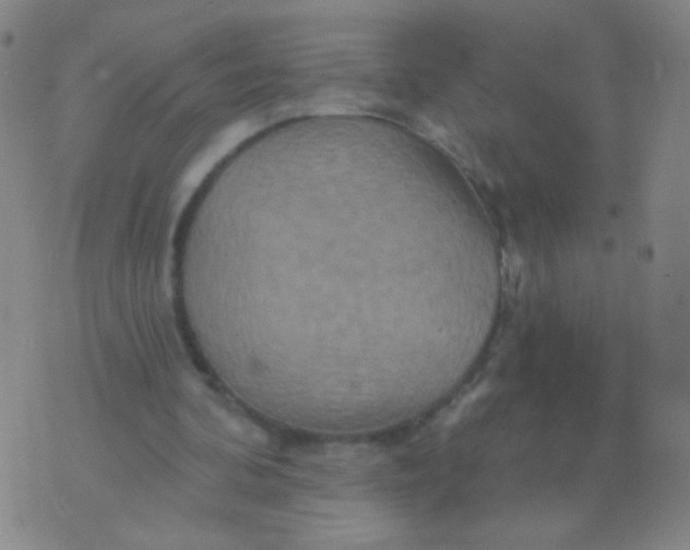 X0000075830292200610061829