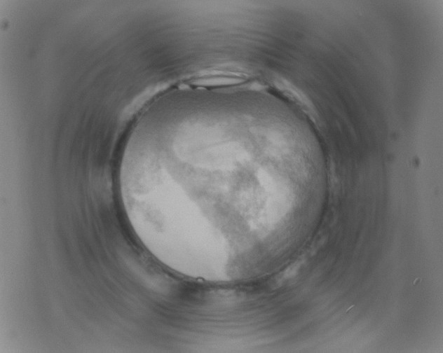 X0000075830298200610061829