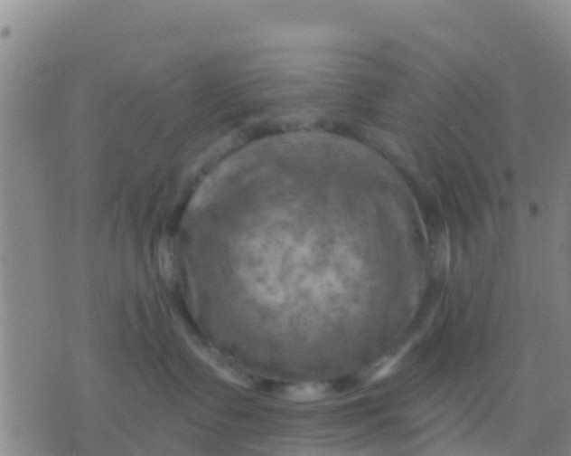 X0000075830335200610061828