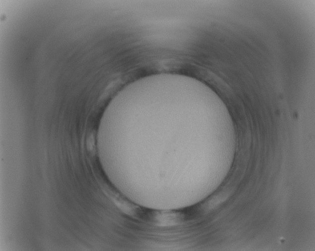 X0000075830336200610061828