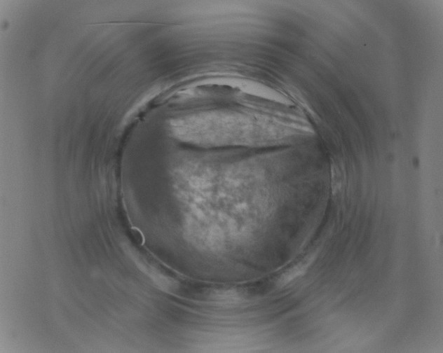 X0000075830349200610061827