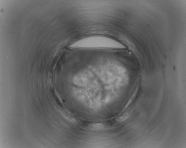 X0000075830361200610061828