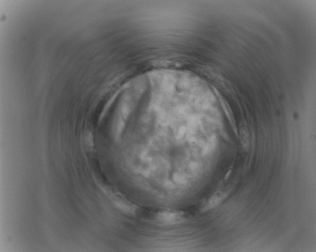 X0000075830375200610061828