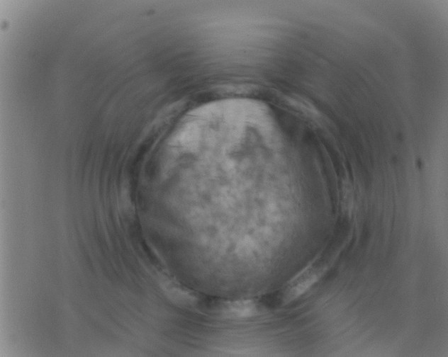 X0000075830377200610061828