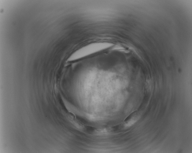 X0000075830381200610061828