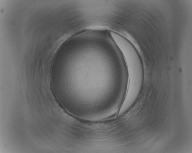 X0000075830385200610061827