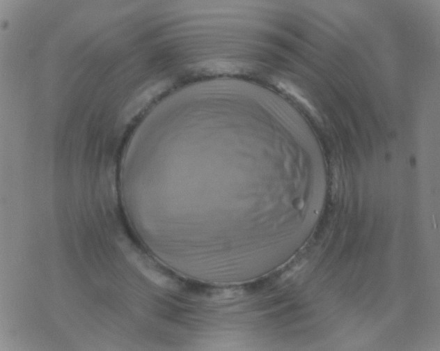 X0000075830398200610061827