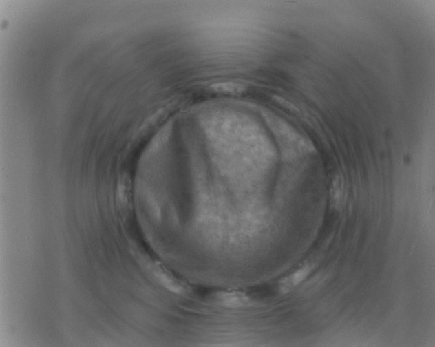 X0000075830424200610061827